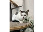 Adopt Evely a White Domestic Shorthair / Mixed Breed (Medium) / Mixed (short