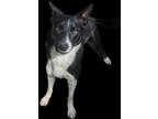 Adopt NEPTUNE a Black Border Collie / Mixed dog in Jackson, OH (41246048)