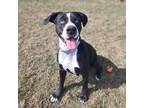 Adopt Clue a Black Boxer / Mixed Breed (Medium) / Mixed (short coat) dog in