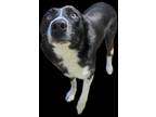 Adopt JUPITER a Black Border Collie / Mixed dog in Jackson, OH (41246049)