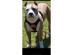 Adopt Luna a Brown/Chocolate - with White American Pit Bull Terrier / American