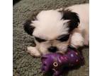 Shih Tzu Puppy for sale in Greeley, CO, USA