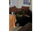 Adopt Axel a Brown/Chocolate - with Black German Shepherd Dog / Mixed dog in