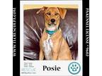 Adopt Posie (The Police Pups) 030224 a Tan/Yellow/Fawn - with White Shepherd