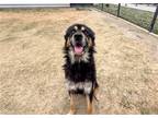 Adopt FRANKLIN a Black German Shepherd Dog / Mixed dog in Tustin, CA (41415608)