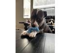 Adopt Bane a Gray/Blue/Silver/Salt & Pepper American Pit Bull Terrier / Mixed