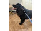 Adopt Toby a Black Great Pyrenees / Mixed Breed (Large) / Mixed dog in