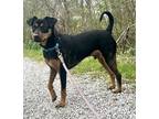 Adopt Scout a Black - with Tan, Yellow or Fawn Hound (Unknown Type) dog in