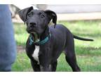 Adopt King (24-014) a Black - with White Great Dane / Mixed dog in Inver Grove