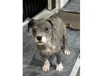 Adopt Zia a Gray/Silver/Salt & Pepper - with White Mixed Breed (Medium) dog in