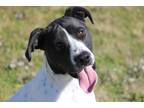 Adopt Warrior a White - with Black English Pointer / Mixed dog in Wichita Falls