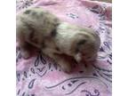 Miniature Australian Shepherd Puppy for sale in Stockdale, TX, USA