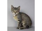 Adopt Benita a Brown Tabby Domestic Shorthair / Mixed (short coat) cat in