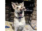 Adopt Imara - AVAILABLE a Mixed Breed (Medium) / Mixed dog in Seattle