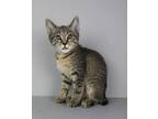 Adopt Alameda a Brown Tabby Domestic Shorthair / Mixed (short coat) cat in