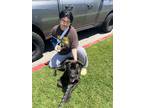Adopt Lucy a Black - with Tan, Yellow or Fawn German Shepherd Dog / Mixed dog in