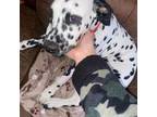 Dalmatian Puppy for sale in Plainfield, NJ, USA