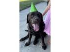 Adopt Beric a Brown/Chocolate Labrador Retriever / Mixed dog in Saint Johns
