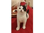 Adopt Piccadilly a White Domestic Shorthair / Mixed cat in Palatine