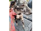 Adopt Bennu a Merle Australian Shepherd / Mixed dog in Cumberland, Rhode Island
