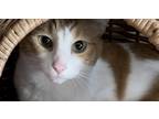 Adopt Tera - OR a Orange or Red (Mostly) Domestic Shorthair (long coat) cat in