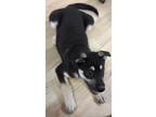 Adopt Charlie Clyde a Tricolor (Tan/Brown & Black & White) Siberian Husky /