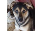 Adopt Leonard Nimoy a Tricolor (Tan/Brown & Black & White) Siberian Husky /