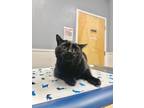 Adopt TC a All Black Domestic Shorthair (short coat) cat in Mechanicsville