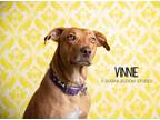 Adopt Vincent aka Vinnie a Red/Golden/Orange/Chestnut Vizsla dog in Littleton