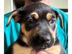 Adopt Stella Disney Wish Litter a Black - with Tan, Yellow or Fawn Cattle Dog