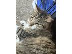 Adopt Tiger a Tiger Striped Domestic Mediumhair / Mixed (medium coat) cat in