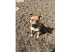 Adopt Cyrus a Tan/Yellow/Fawn Pit Bull Terrier / Mixed dog in McMinnville