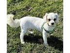 Adopt Clover a Tan/Yellow/Fawn Shih Poo / Shih Tzu / Mixed dog in Yorkville