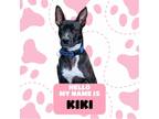 Adopt Kiki a Black - with White Mixed Breed (Medium) / Mixed dog in WAYNE