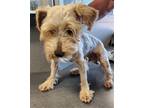 Adopt Sammy a Tan/Yellow/Fawn Schnauzer (Miniature) / Mixed dog in Los Angeles