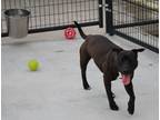 Adopt Chicka a Black American Pit Bull Terrier / Mixed Breed (Medium) / Mixed