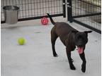 Adopt Chicka a Black American Pit Bull Terrier / Mixed dog in SMITHFIELD