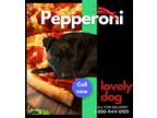 Adopt PEPPERONI a Black Labrador Retriever / Mixed Breed (Medium) / Mixed dog in