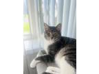 Adopt Wolfie a Gray, Blue or Silver Tabby Domestic Shorthair / Mixed (short