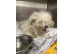 Adopt Kaden a White Shih Tzu / Mixed dog in Gulfport, MS (41422218)