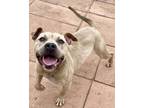 Adopt Missy a Tan/Yellow/Fawn Terrier (Unknown Type, Small) / Mixed dog in