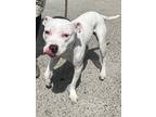 Adopt Philly a White American Pit Bull Terrier / Mixed Breed (Medium) / Mixed