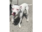 Adopt Philly a White American Pit Bull Terrier / Mixed dog in Brooklyn