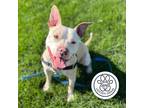 Adopt Winslow a White Mixed Breed (Medium) / Mixed dog in Menands, NY (39956065)