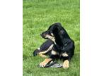 Adopt Benny a Black - with White German Shepherd Dog / Labrador Retriever /