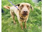 Adopt Coltrane a Brown/Chocolate Chesapeake Bay Retriever / Mixed dog in