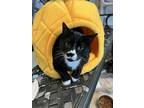Adopt Miller a All Black Domestic Shorthair / Domestic Shorthair / Mixed cat in