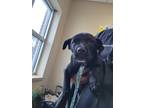 Adopt 55888737 a Black Labrador Retriever / Mixed dog in Mesquite, TX (41421924)