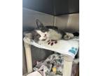 Adopt Sherlock a White Domestic Shorthair / Domestic Shorthair / Mixed cat in