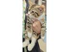 Adopt Cherie Currie a Brown or Chocolate Domestic Shorthair / Domestic Shorthair